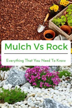 the words mulch vs rock everything that you need to know are in front of some flowers