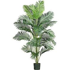 a potted palm tree with green leaves on it's base, in front of a white background