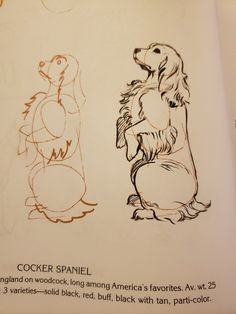 an open book with drawings of dogs and bears on the pages, including cocker spaniel