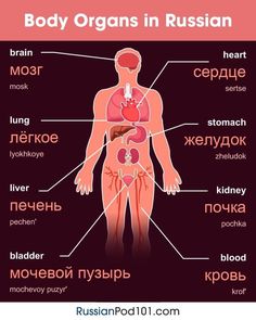 the body organs in russian language