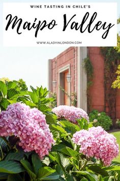 pink flowers in front of a brick building with the words wine tasting in chile's mayor valley