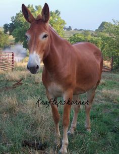 a brown horse standing on top of a lush green field