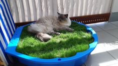 a cat laying on top of a green grass covered ground next to a blue chair