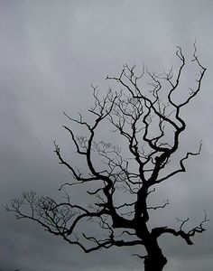 a bare tree with no leaves against a cloudy sky