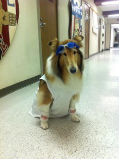 a dog in a white shirt and blue goggles is standing on the hallway floor