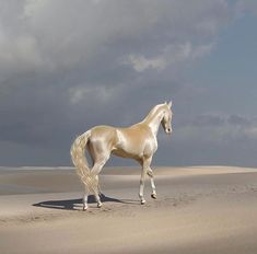 a white horse standing on top of a sandy beach under a cloudy sky with dark clouds