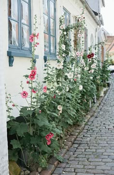 some pink and white flowers are growing on the side of a building