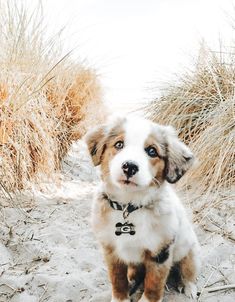 a dog is sitting in the sand by some tall grass and bushes, looking up at the camera