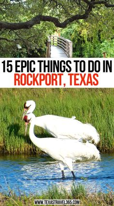 15 Epic Things To Do in Rockport, Texas Texas Restaurants, Rockport Texas, Texas Travel Guide, Texas Bucket List, Texas Beaches, Texas Things, Visit Usa, Travel Bucket List Usa