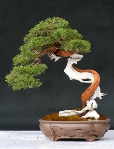 a bonsai tree in a clay pot on a table