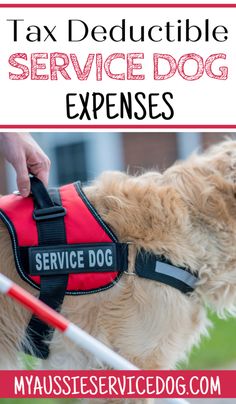 a dog wearing a service dog vest with the words tax deductible service dog expenies