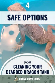 an image of a bearded dragon with the text safe options for cleaning your bearded dragon tank