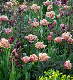 many different types of flowers in a garden