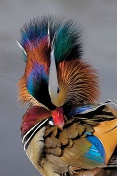 a colorful bird with feathers on it's head