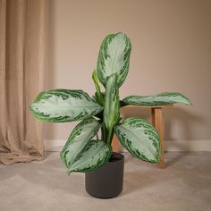 a green and white plant in a black pot on the floor next to a chair