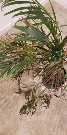 a potted plant sitting on top of a carpeted floor