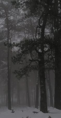 a forest filled with lots of trees covered in snow