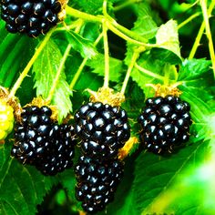 three blackberries hanging from a tree with green leaves in the foreground and below