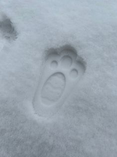 an animal's paw prints in the snow