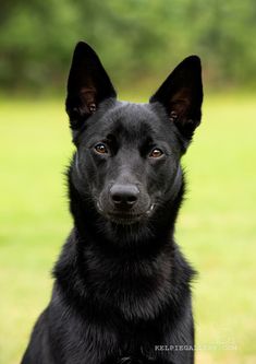 a black dog sitting in the grass looking at the camera with an intense look on his face