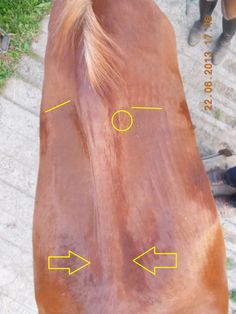 a brown horse with yellow arrows pointing to it's left and right ends on the ground