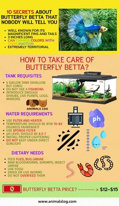 Secrets About Butterfly Betta That Nobody Will Tell You Sugar Glider Baby, About Butterfly, Cool Fish Tanks, Betta Tank, Betta Fish Tank, Beta Fish, Cool Fish