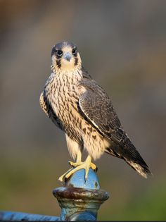 a bird sitting on top of a blue fence post