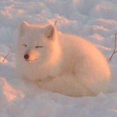 a white fox laying in the snow with its eyes closed and it's nose open