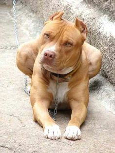 a brown and white pitbull dog laying on the ground next to some stairs