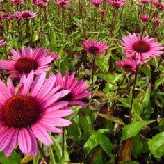 many pink flowers are growing in the grass