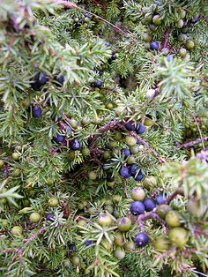 some green and blue berries on a tree