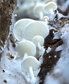 three white mushrooms are growing on the side of a tree trunk in the winter snow