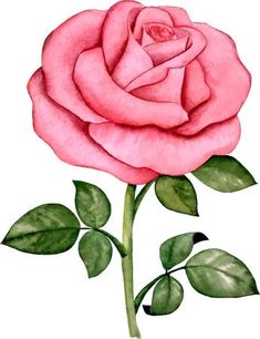 a drawing of a pink rose with green leaves