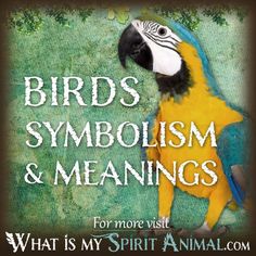 a bird with the words birds symboism and meanings on it's face