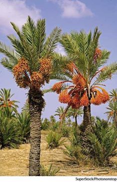 two palm trees with orange flowers in the desert