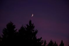 the moon is seen through some trees at night