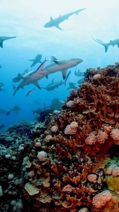 a large group of sharks swimming over a coral reef