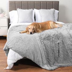 a brown dog laying on top of a bed covered in gray blankets and pillows with white pillows