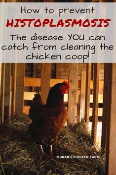 a chicken standing in hay next to a fence with the words how to prevent histoplasmosts