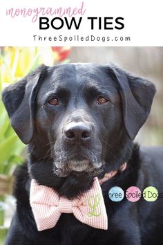 a black dog wearing a bow tie with the words monogrammed bow ties on it