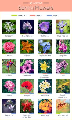 an iphone screen showing the spring flowers in bloom, and how to use them for photos