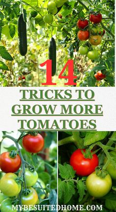 Ready to harvest a bounty of juicy tomatoes? Discover 14 expert tricks to maximize your tomato yield! From sunlight strategies to clever support methods, this blog post unveils secrets to growing flourishing tomato plants. Discover tips for choosing varieties, proper watering, and even outsmarting pests. #tomatogardening #gardeningtips #vegetablegardening #growyourownfood Tomatoes Growing Tips, Growing Roma Tomatoes, Growing Tomato, Tomato Growers, Plantas Interior, Growing Tomato Plants, Grow Tomatoes, Grow Food