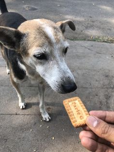 a dog standing next to a person holding a cracker