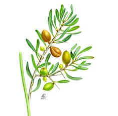 an olive tree branch with green leaves and fruits on it's branches, painted in watercolor