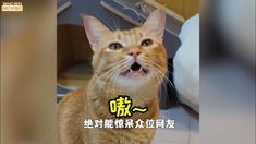 an orange cat with its mouth open and tongue out in front of the camera,