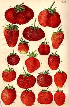 an antique print of strawberries from the early 1900's or early 1900s's