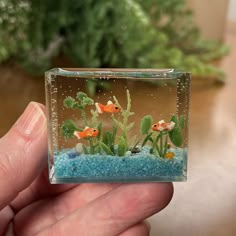 a hand holding a small glass box filled with water and plants