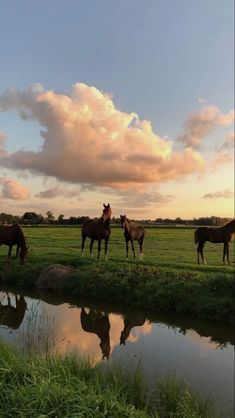 four horses are standing in the grass near a pond and some water at sunset or dawn