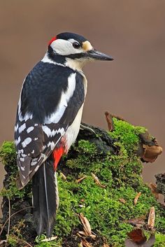 a bird is sitting on top of some moss