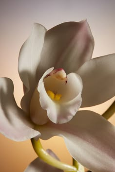 a white flower with yellow stamens in the foreground and an orange background